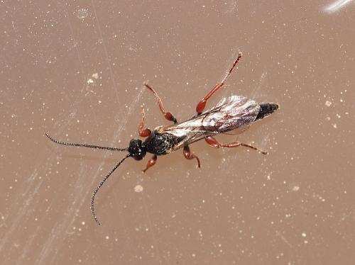 Metopiinae
